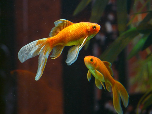 dvě zlaté rybky plují